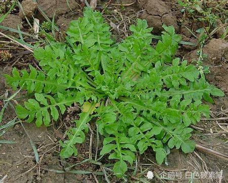 十大抗癌野菜:荠菜苋菜均上榜 第二又称长寿菜