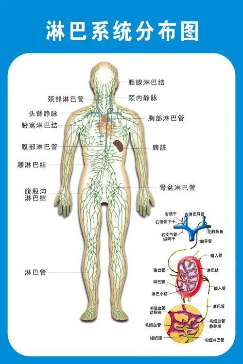 人体有两个循环系统: 血液循环和淋巴循环,但多数人只知前者,对后者