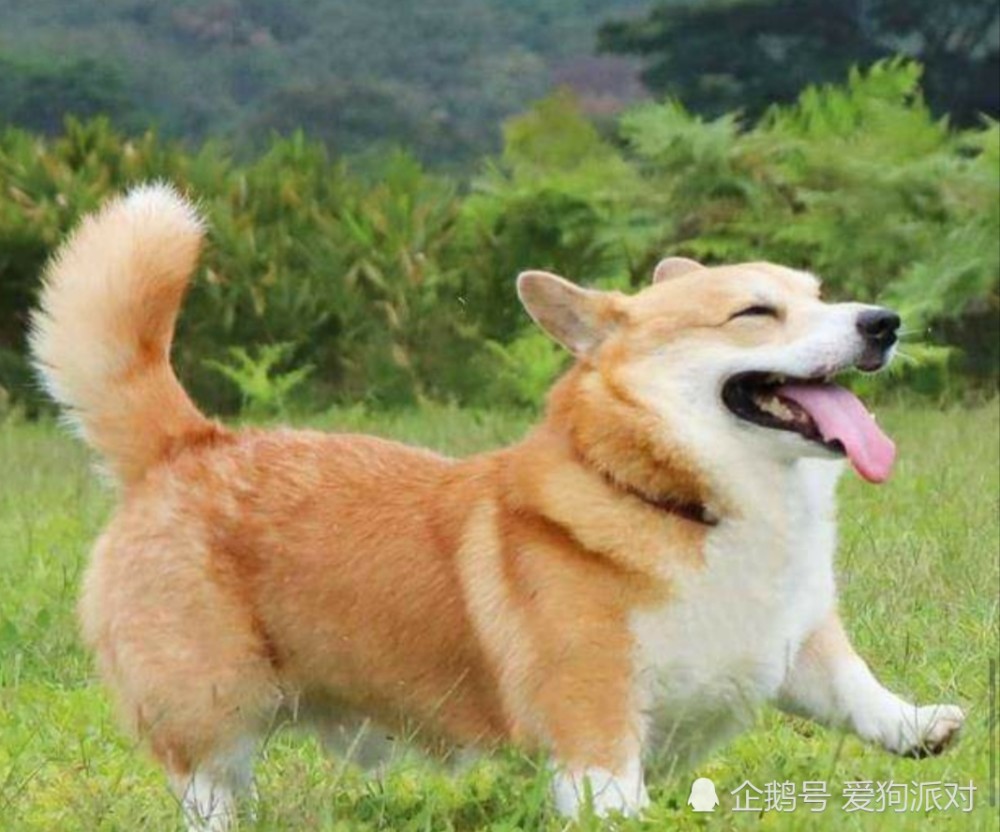 柯基可爱表情包