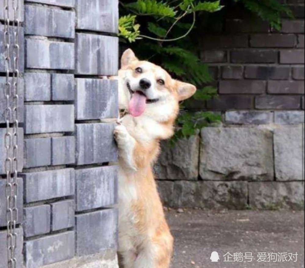 柯基可爱表情包