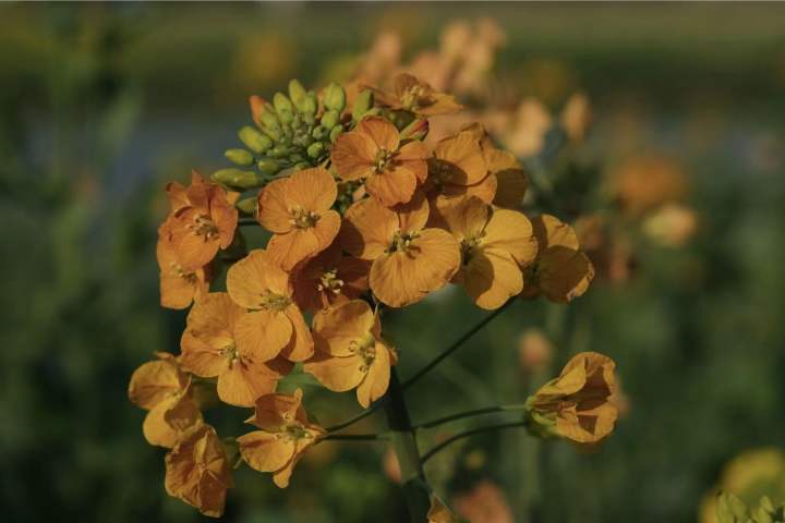 油菜和萝卜杂交,于是杭州这里的七彩油菜花上线了,美不胜收