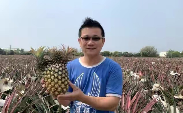 岛内业者:台湾凤梨卖澳门已经叫停,目前仅剩下香港