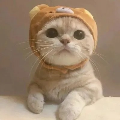 猫咪情头,快来拿走