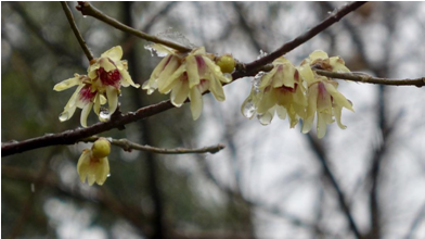 曾记载3类蜡梅:"花小香淡……俗谓之狗蝇","虽盛开花常半含,名磬口梅"