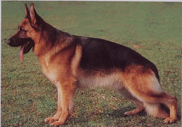 昆明犬和德国牧羊犬哪个犬种更聪明?