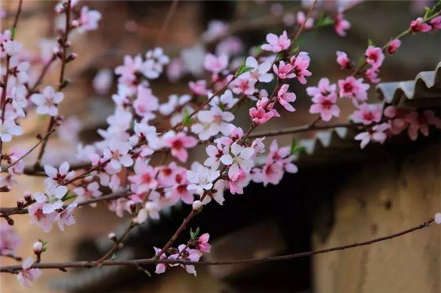 三月桃花雨简谱_三月桃花心中开简谱