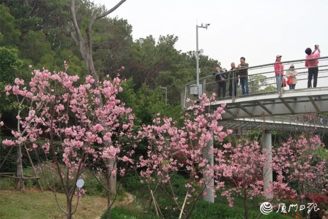 厦门哪里的花最美?推荐线路来了