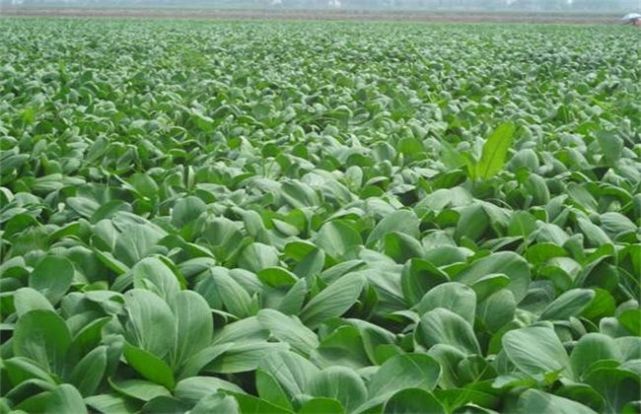 上海青的种植方法,农民掌握以下要点,收获高产优质的上海青