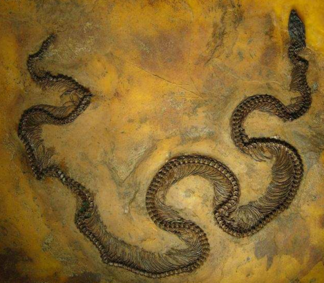 这种蛇广泛分布于东南亚国家.