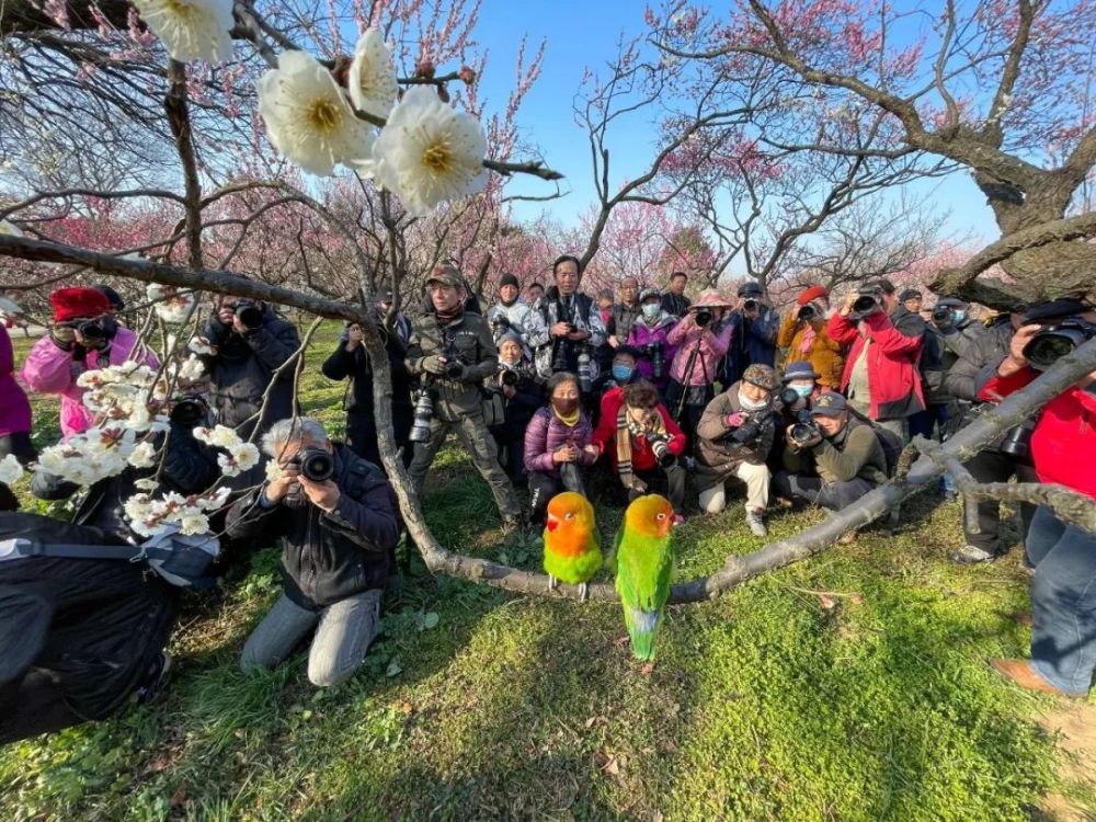 春花初放的树枝上 这对红嘴绿衣的小鹦鹉相互依偎 一会激情热吻,一会