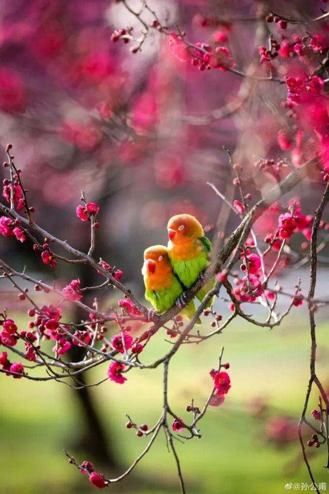 两只小鸟在一起嬉戏的样子,对应这个梅花,画面特别美."