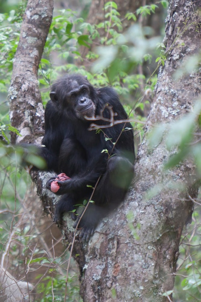 见过了黑猩猩吃猴子,才知道灵长类有多凶残