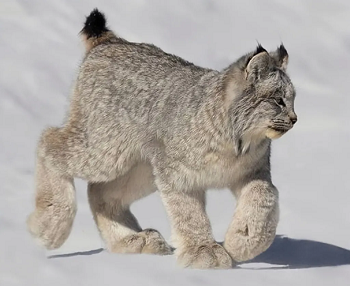 9,加拿大猞猁(lynx canadensis)宽大的脚掌上覆盖着绒毛,如同雪地鞋