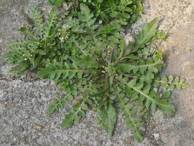 春天是挖野菜吃的季节当然荠菜是春天最美味的野菜