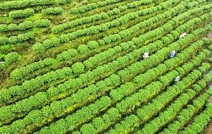 2月27日,村民们在贵州省独山县影山镇翁台村茶山上采茶 新华社发