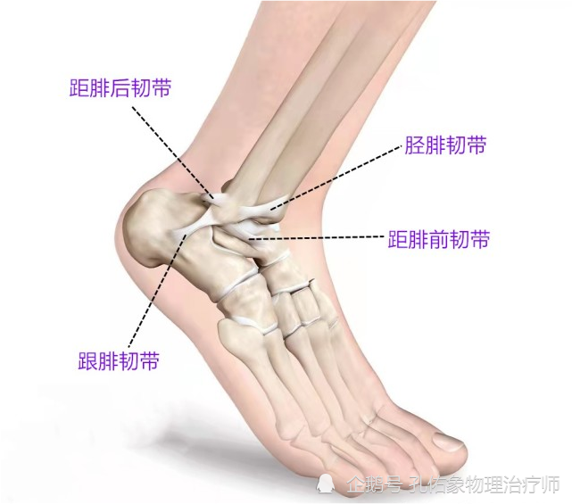 在脚踝上,韧带非常多,常规外侧有3条(距