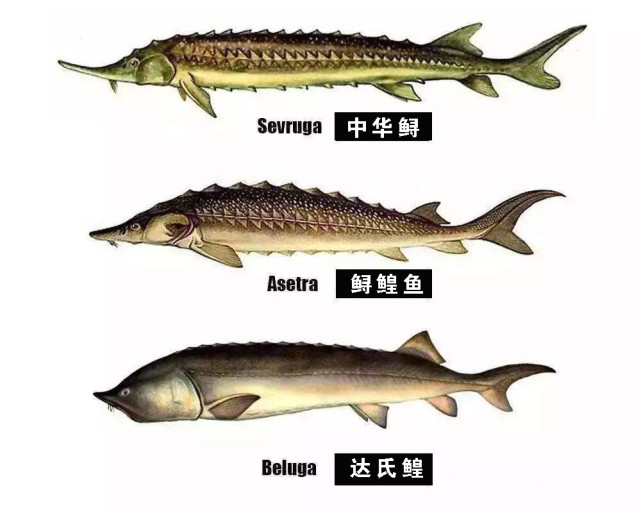 达氏鳇是鲟科,鳇属软骨鱼类,达氏鳇头部尖尖看上去就像长了个长鼻子