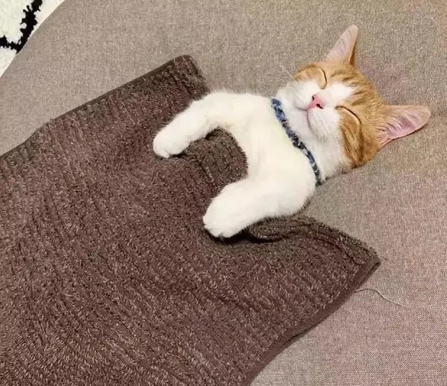 小橘猫躺着睡觉,跟个小孩子似的,主人给小橘猫盖被子