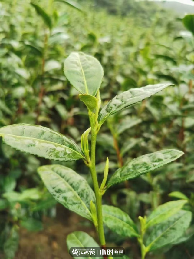 杭州美女"金茶王"家新茶出炉,今年径山茶官方开采日已定