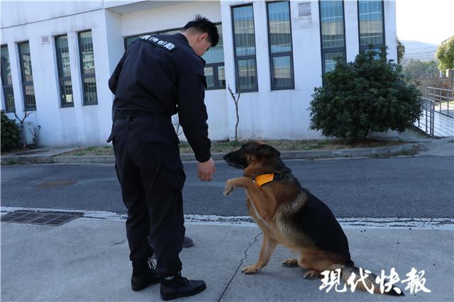 黄小毛指挥安迪做动作目前警犬不适合社会领养南京有许多爱犬人士