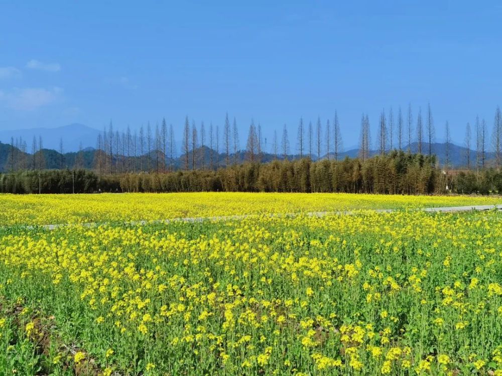 紧随着春天的脚步,在於潜镇绍鲁村的绍鲁农场里,65亩油菜花悄悄绽放了