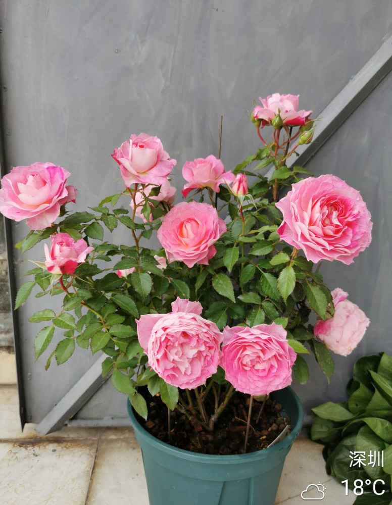 海神王阳台专为盆栽观赏而生花似牡丹又美又香四季有花开