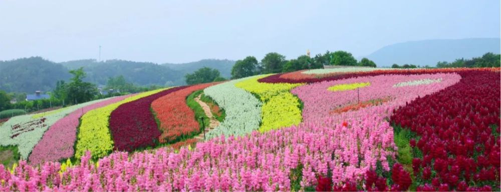 3月13日-21日,玉泉花海迎来今年首个樱花旅游节,参与景区相关活动