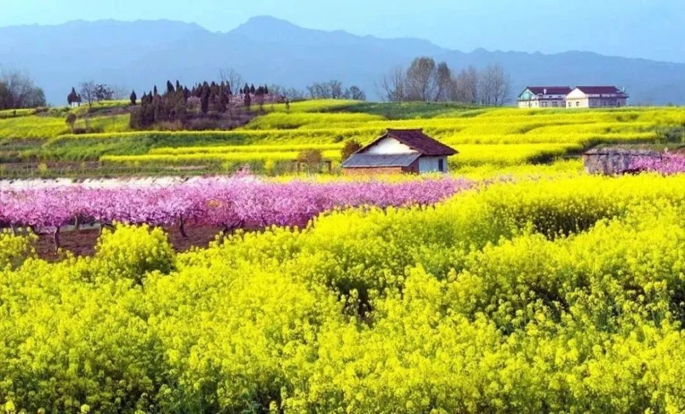 娉婷花海 独特的金色油画