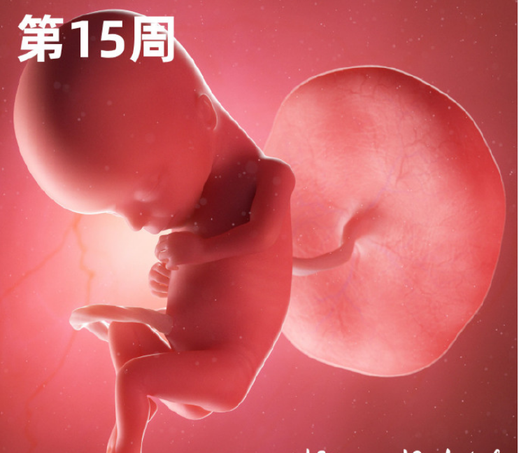 一组高清过程图告诉你胎宝在妈妈子宫里怎么成长的生命真神奇