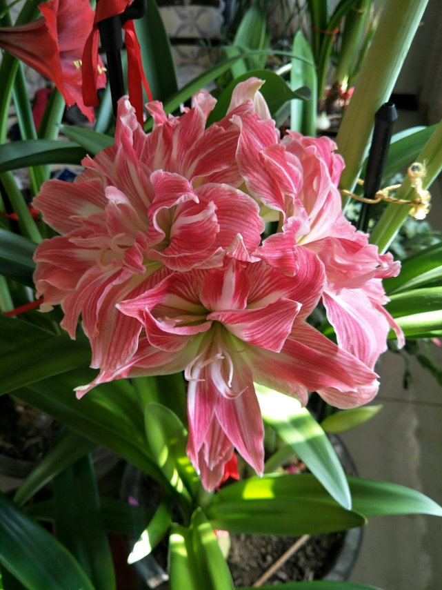 新手养花推荐—朱顶红"美丽仙女",花朵自带仙气,好看又好养!