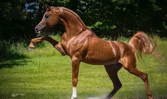 世界上跑得最快的五个马种