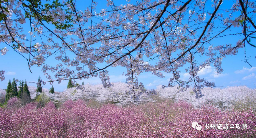 清镇右二村:红枫湖畔的七彩渔村,3000亩的樱花即将开放