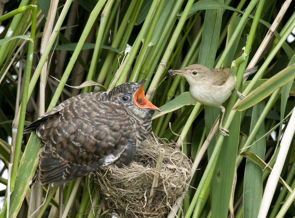 当鸟类发现自己养了一只杜鹃的雏鸟时它们会作何反应