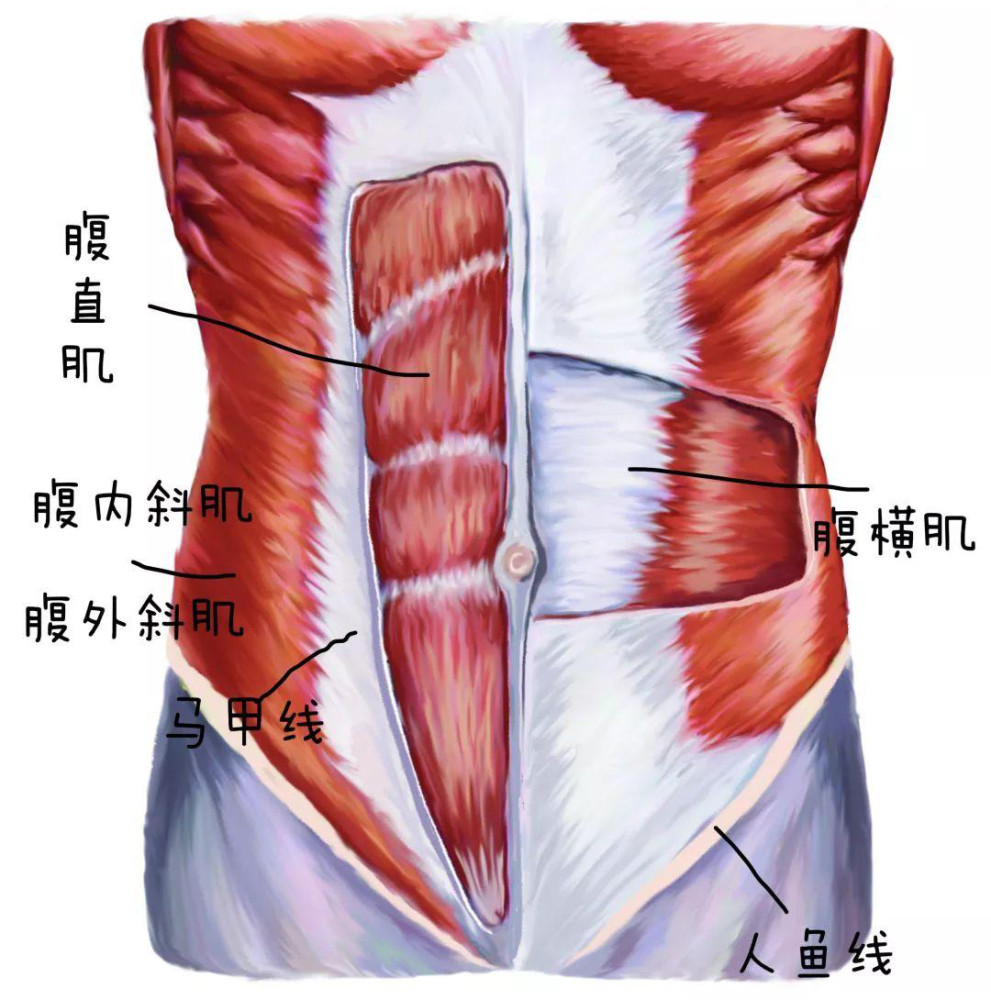 如果你认为腹肌是一块肌肉,那就是大错特错了.