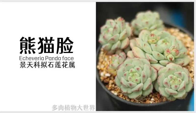 "熊猫脸"景天科拟石莲花属多肉植物,中小型品种