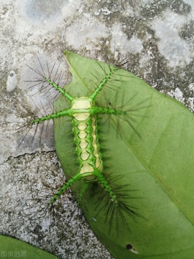 童年噩梦洋辣子,虽然长得丑还有毒,依然躲不过200一斤