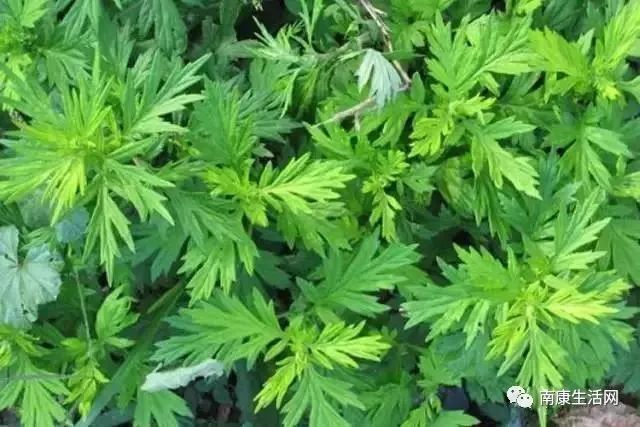 南康人口味_南康白起(3)