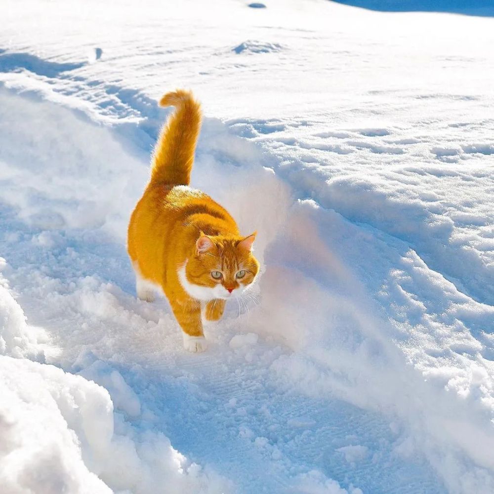 让人格外的喜爱在雪地上肆意的奔跑然而这只橘猫温室里的花朵在国内大