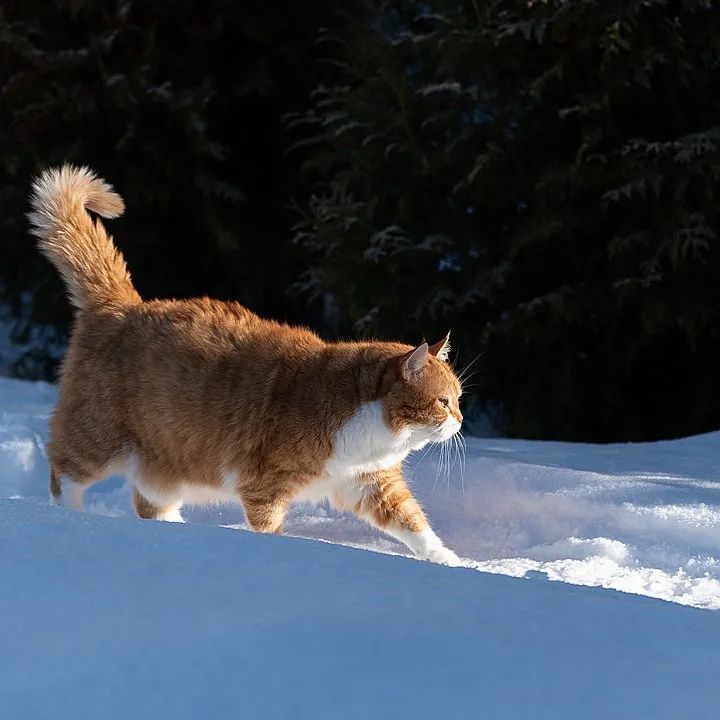 在雪地中正面突击ins:cute_ginger_cat网红猫咪它就是一只在ins拥有8