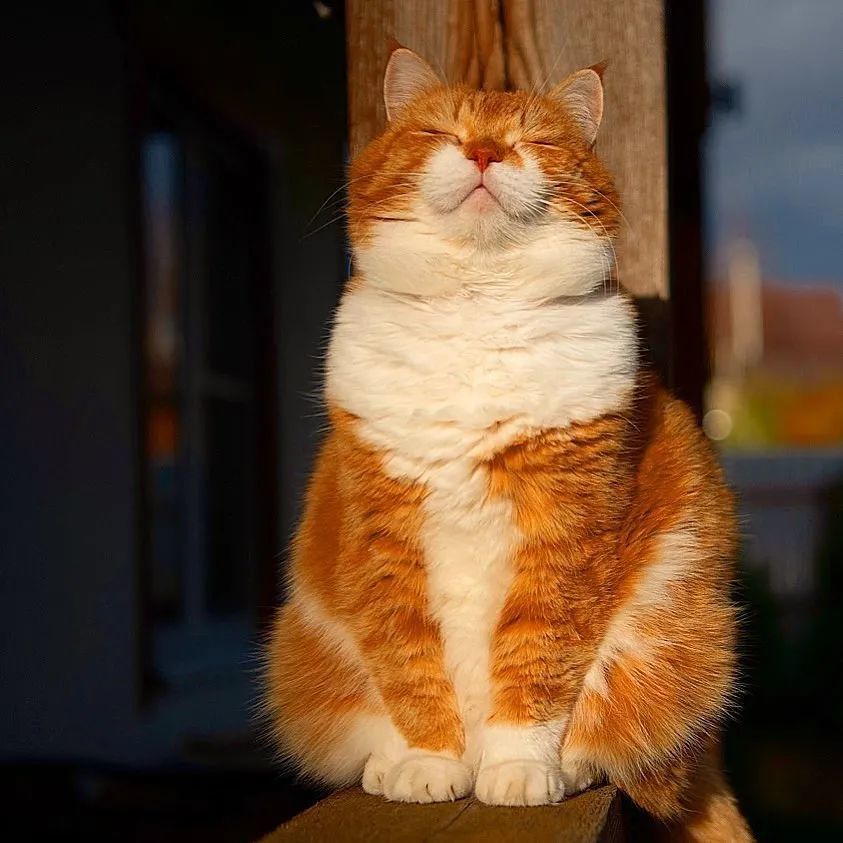 的萌宠送给你们愿能治愈你们疲惫的心灵图片来源ins:cute_ginger_cat