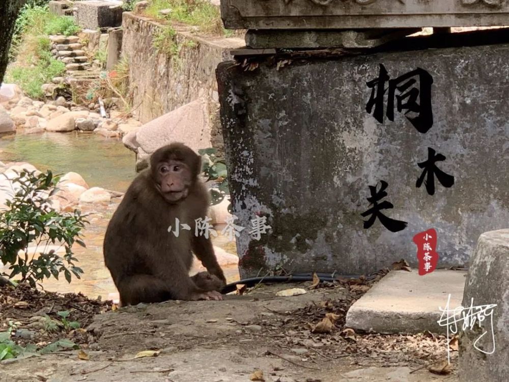 什么什么弄孙成语_微信头像弄什么最好运