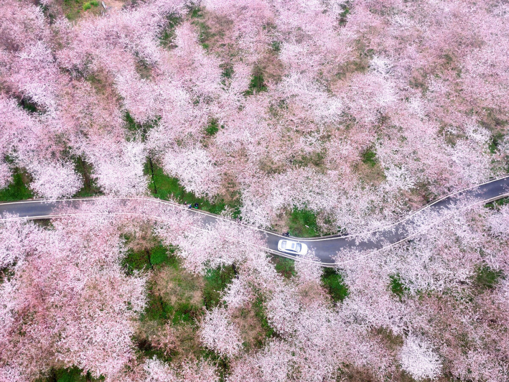 开的太美了|2021国内这7个地方樱花成海,去赴一场樱粉