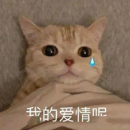 表情包:我的爱情呢?