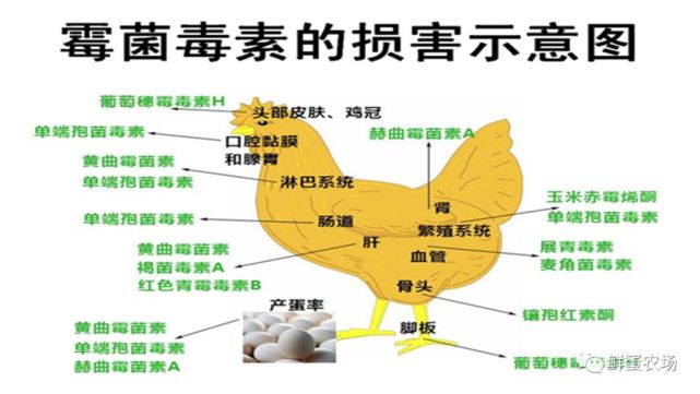 危害蛋鸡生产的霉菌毒素及解毒策略