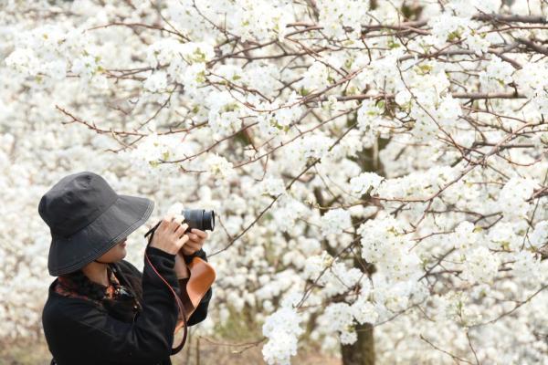 3月7日,游客在加级寨梨花谷赏花拍照.