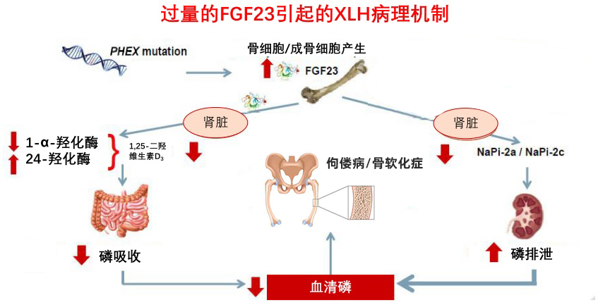 调节血清活性维生素d的水平,促进肠道对磷酸盐及钙的吸收,进而稳定血