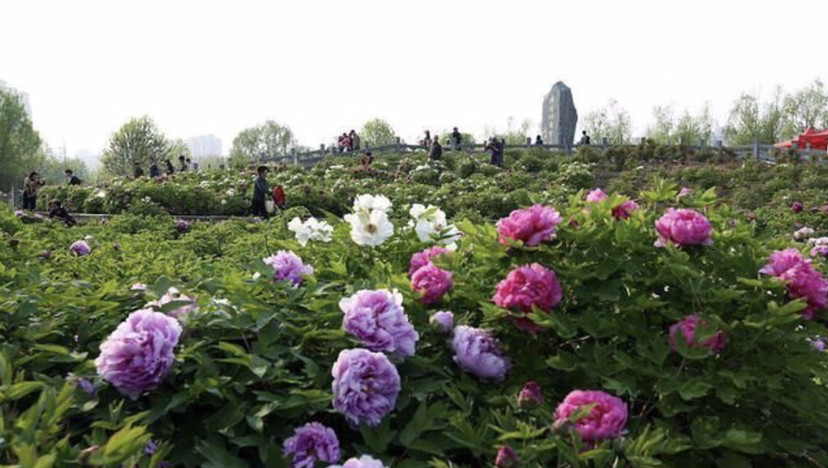 洛阳市举办牡丹花会,是以花为媒,发挥历史文化,牡丹文化,旅游资源