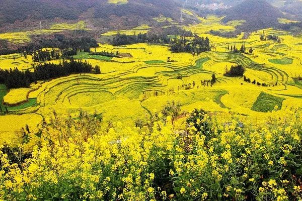 图说:云南罗平油菜花