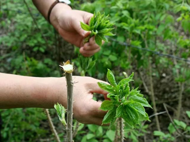 农村4种带刺野菜,第1种是高钙菜,第4种出口国外80元一斤