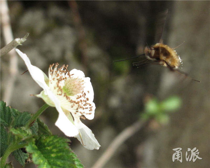 柳树原本归入到风媒花植物中,其实也是种虫媒花